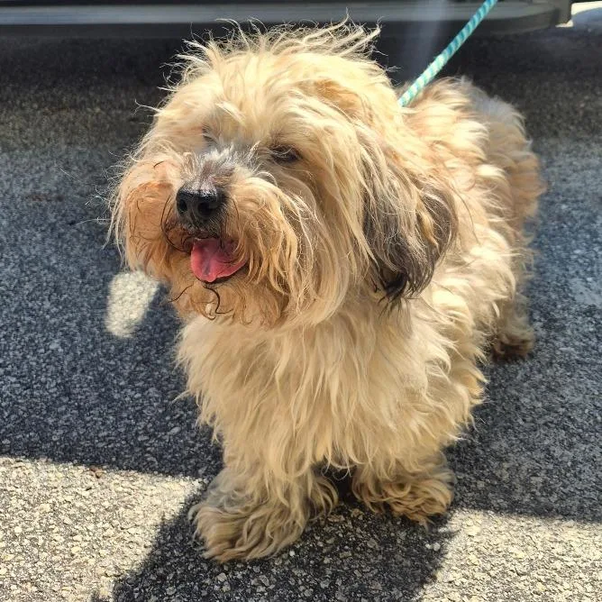 An adult small-sized male Yellow / Tan / Blond / Fawn Lhasa Apso dog named Western for adoption in Greenville, SC