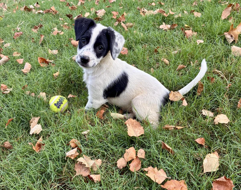 A baby medium-sized female Jack Russell Terrier dog named Taco for adoption in Cordova, TN