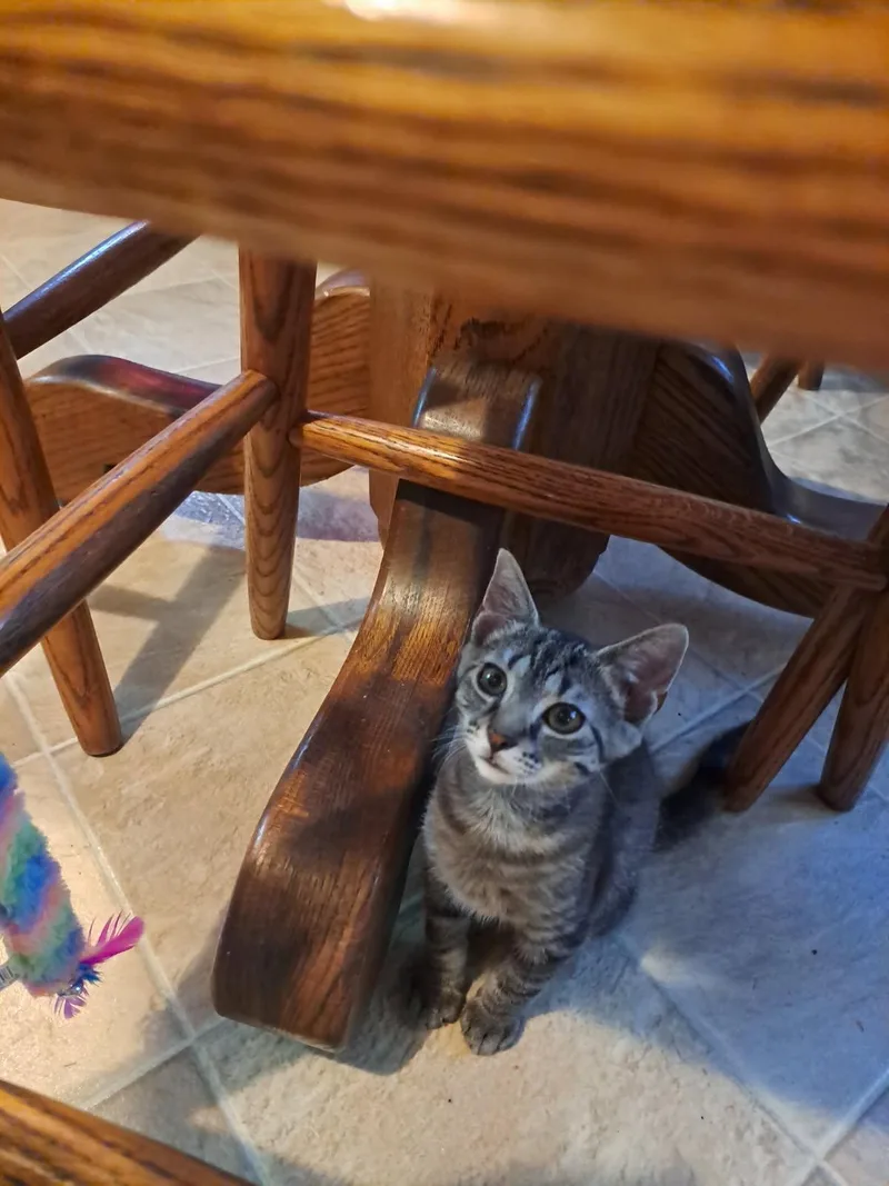 A young small-sized female Tabby (Brown / Chocolate) American Shorthair cat named Sunny for adoption in Erwin, TN