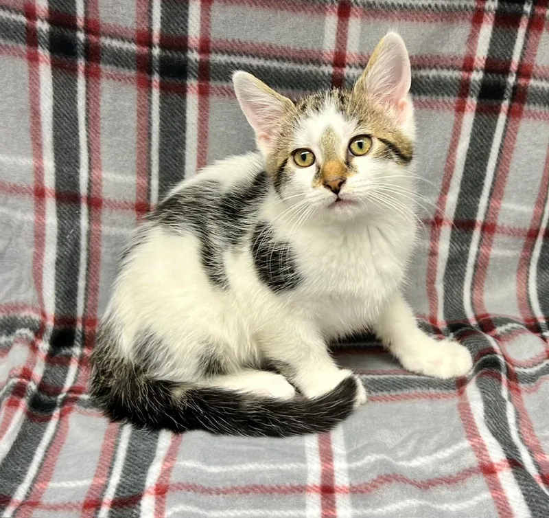 A baby medium-sized male White Domestic Short Hair cat named Donald for adoption in Edinburg, VA