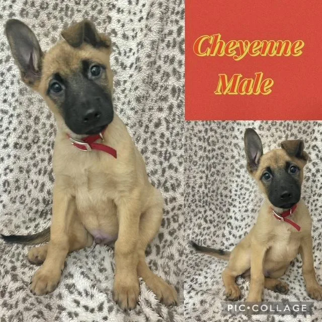 A baby medium-sized male Belgian Shepherd / Malinois dog named Cheyenne for adoption in Manchester, CT