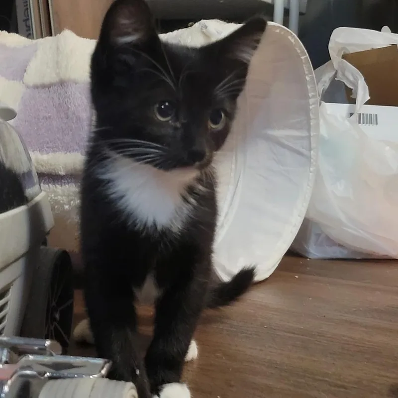 A baby small-sized male Black Domestic Short Hair cat named Tinky Winky for adoption in Wichita, KS
