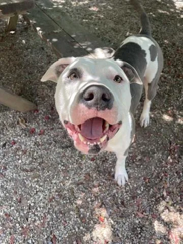 An adult large-sized male Gray / Blue / Silver American Staffordshire Terrier dog named Louie for adoption in Los Angeles, CA