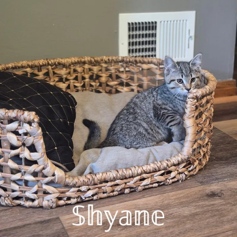 A baby small-sized female Gray / Blue / Silver Domestic Short Hair cat named Shyanne for adoption in Woodstock, VA