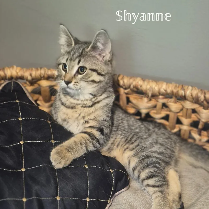 Shyanne thumbnail 3