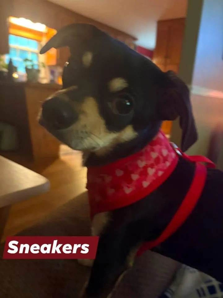 Sneakers thumbnail 2
