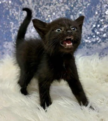 A young medium-sized male Domestic Short Hair cat named Boston for adoption in Clarkesville, GA