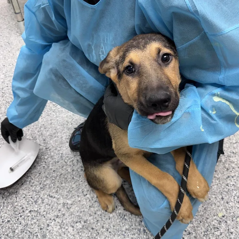 A baby small-sized male Yellow / Tan / Blond / Fawn Mixed Breed dog named Hephaestus for adoption in Matteson, IL