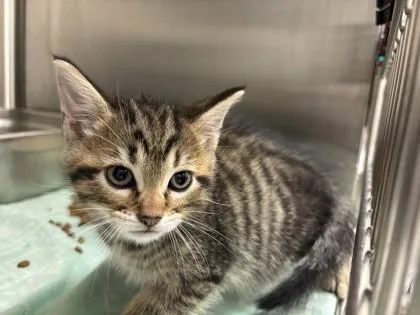 A young small-sized male Domestic Short Hair cat named Carat for adoption in Scotia, NY