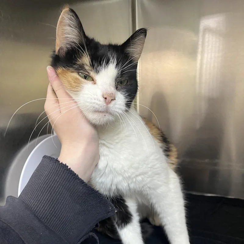 An adult medium-sized female Calico Domestic Short Hair cat named Pearl for adoption in Vineland, NJ
