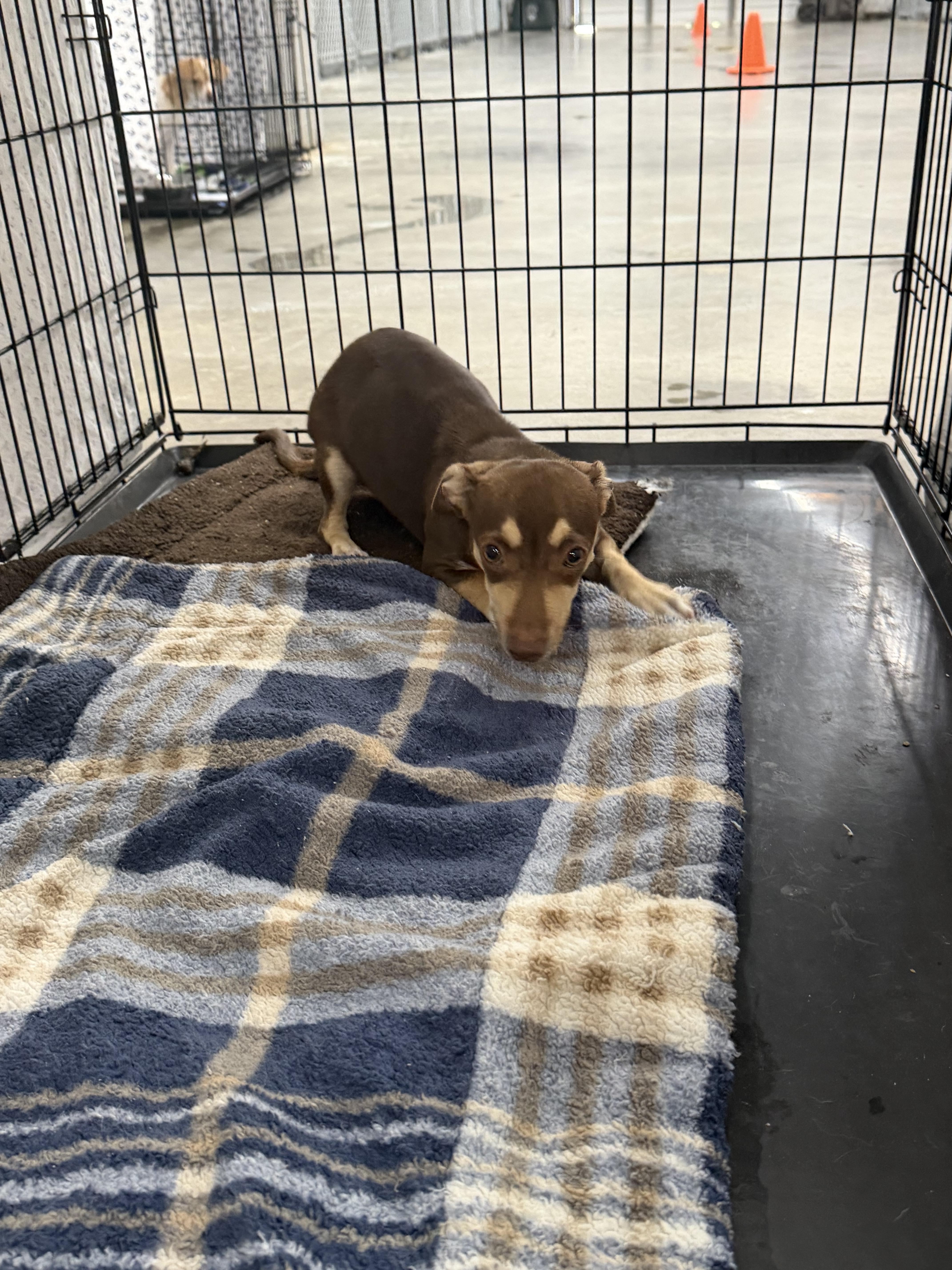 An adult small-sized male Dachshund dog named Ronaldo for adoption in Elizabethtown, NC