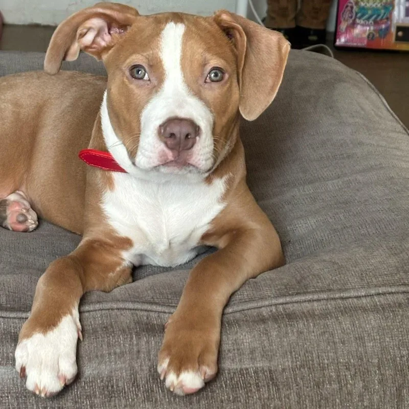 A young small-sized male White / Cream Pit Bull Terrier dog named Maximus for adoption in Oceanside, NY