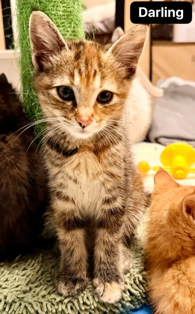A baby medium-sized female Domestic Short Hair cat named Darling for adoption in Johnson City, TN