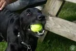 An adult medium-sized female Black Mixed Breed dog named River for adoption in Potsdam, NY