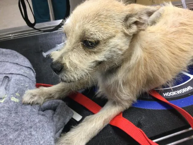 A baby small-sized male Terrier dog named Spike for adoption in Riverside, CA
