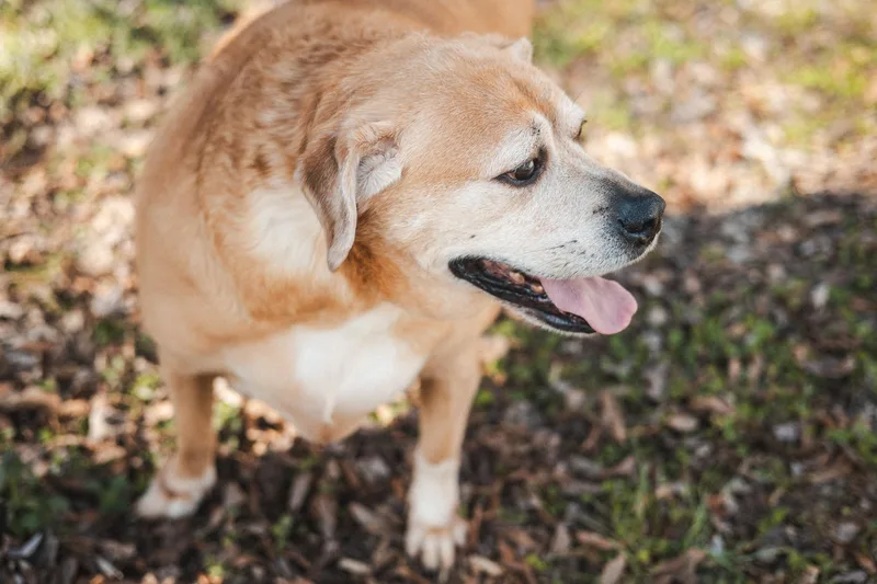 Harleytransport thumbnail 2