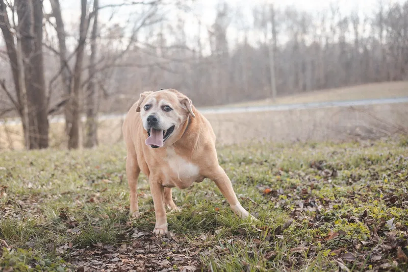 Harleytransport thumbnail 5