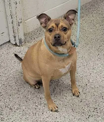 An adult medium-sized female Brown / Chocolate Mixed Breed dog named Ginger for adoption in Kansas City, MO