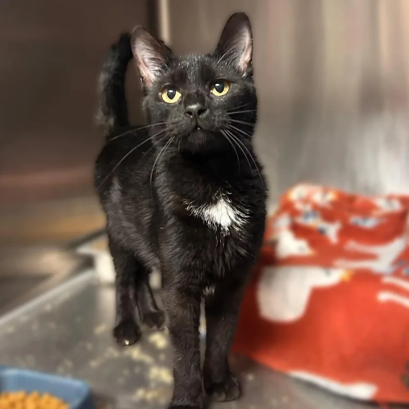 An adult medium-sized female Black Domestic Short Hair cat named Gamer Snax for adoption in Davenport, IA