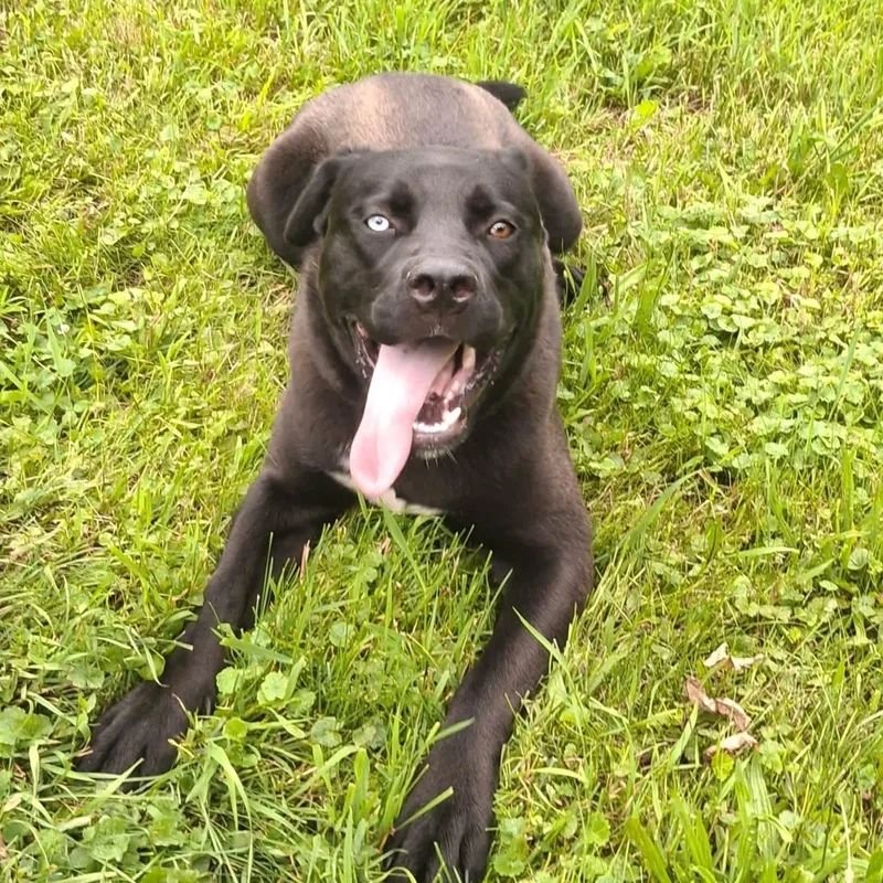 A young large-sized male Black Siberian Husky dog named Iggy Pop DNA tested for adoption in Port Huron, MI