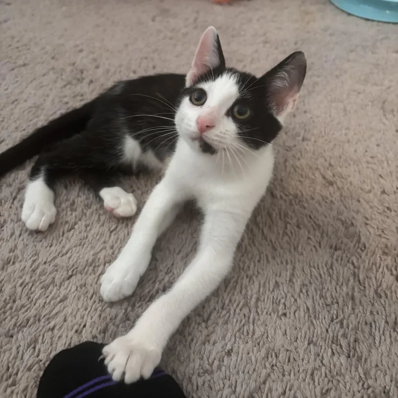 A baby small-sized male Black Domestic Short Hair cat named JackO'Lantern for adoption in Brownsboro, AL