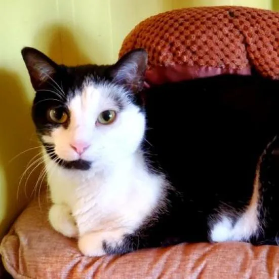 A senior small-sized female White Domestic Short Hair cat named Lucy for adoption in Lexington, SC