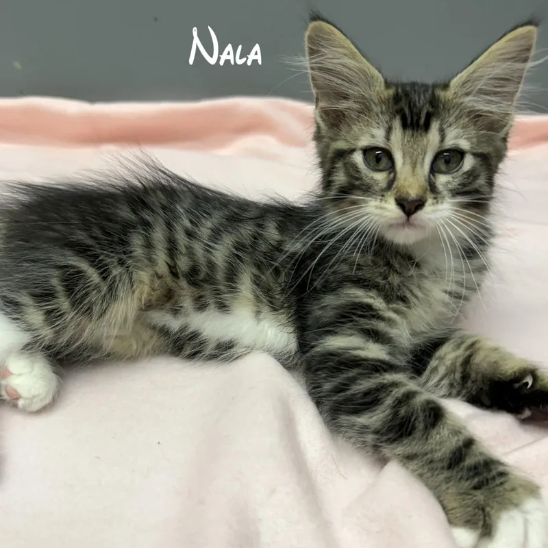 A baby medium-sized female Gray / Blue / Silver Domestic Medium Hair cat named Nala for adoption in Rochester, NY