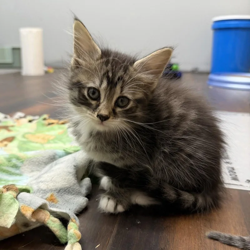 Nala thumbnail 2