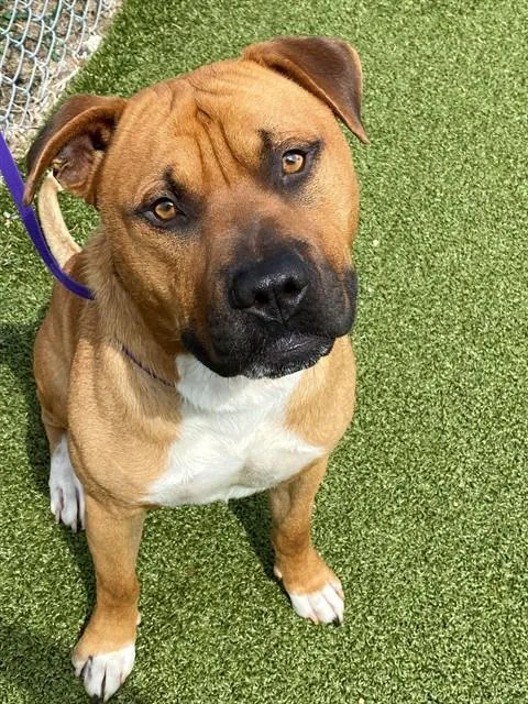 A young medium-sized male Pit Bull Terrier dog named Truck for adoption in Fayetteville, NC