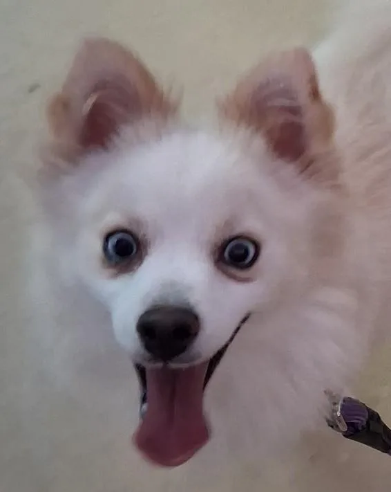 A young small-sized female Pomsky dog named Gidget for adoption in New Castle, IN