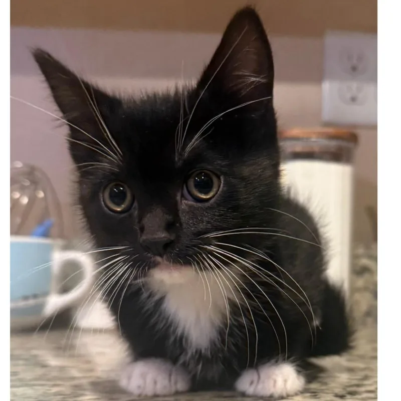 A baby small-sized male Black Domestic Short Hair cat named Moo for adoption in Layton, UT