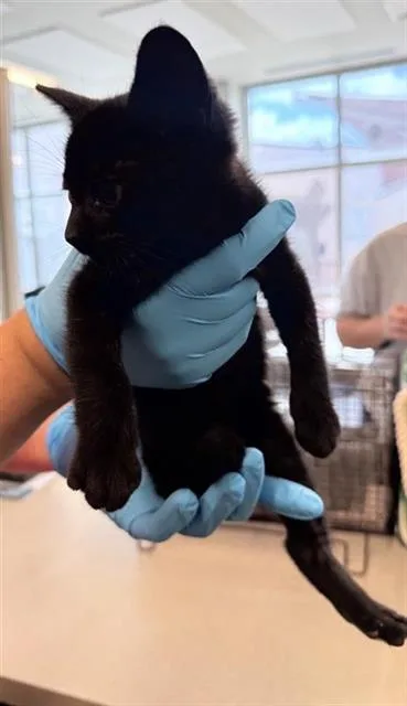 A baby small-sized female Domestic Short Hair cat named Skye for adoption in San Antonio, TX