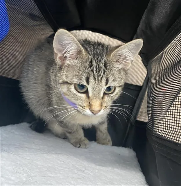 A baby medium-sized female Domestic Short Hair cat named Kiki for adoption in Dallas, TX