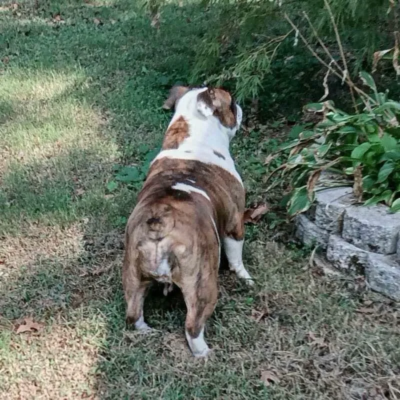 A young medium-sized female English Bulldog dog named Butter for adoption in Alexander, AR