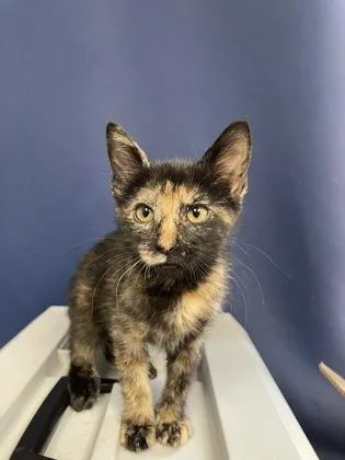 A baby small-sized female Domestic Short Hair cat named Caramel for adoption in Houston, TX