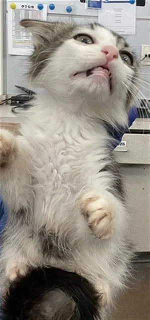 A baby medium-sized female Domestic Short Hair cat named Dessy for adoption in Dallas, TX