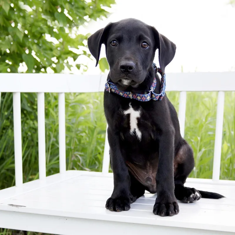A baby medium-sized male Mixed Breed dog named Bbq Litter Brisket for adoption in Savage, MN