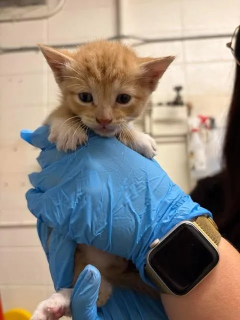 A baby medium-sized male Orange / Red Domestic Short Hair cat named Bearded Dragon for adoption in Fruit Heights, UT