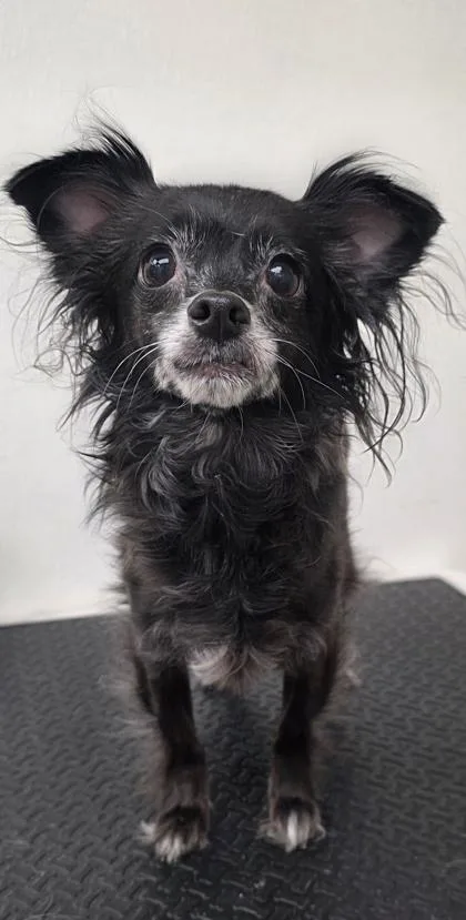 A young small-sized female Chihuahua dog named Chloe for adoption in Phoenix, AZ