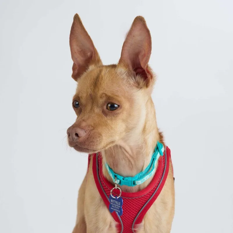 A senior small-sized male Yellow / Tan / Blond / Fawn Chihuahua dog named Neo for adoption in San Francisco, CA