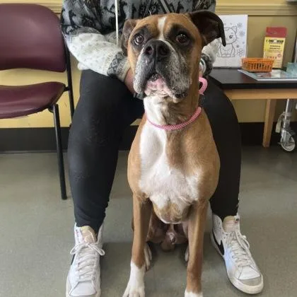 An adult large-sized male Boxer dog named Apollo for adoption in Merriam, KS