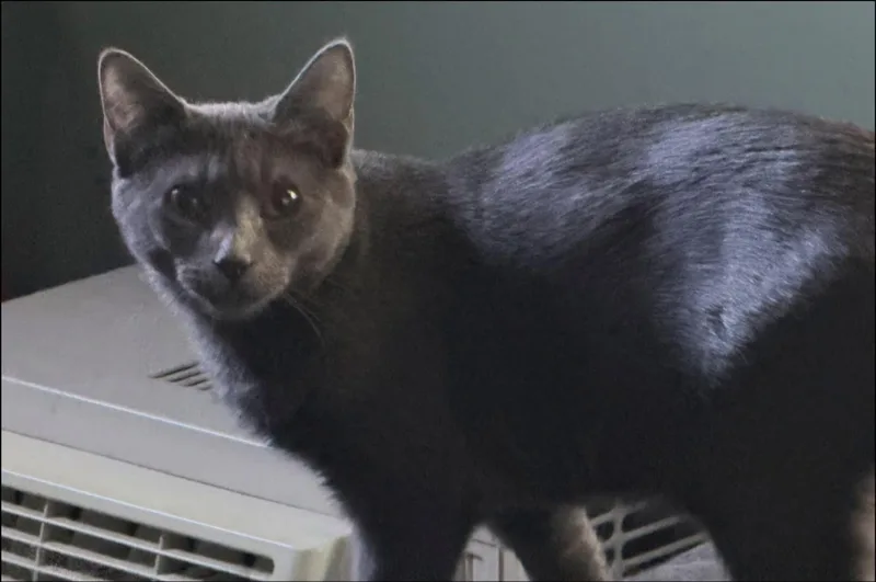 A baby small-sized male Domestic Short Hair cat named Oscar and Felix for adoption in New Britain, CT