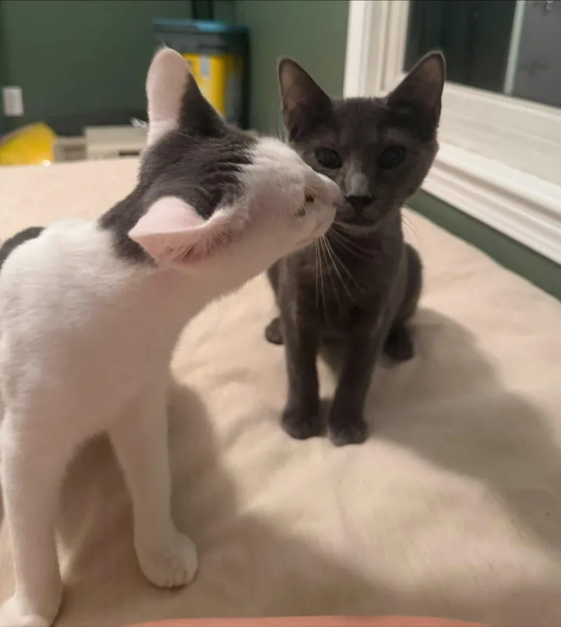 Oscar and Felix thumbnail 2