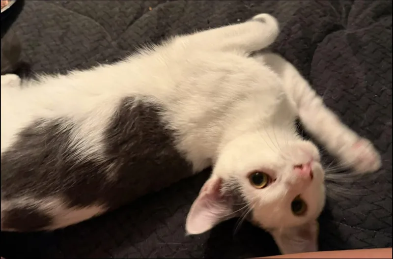 Oscar and Felix thumbnail 3