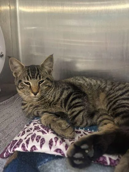 An adult medium-sized female Domestic Short Hair cat named Lola for adoption in Lafayette, IN
