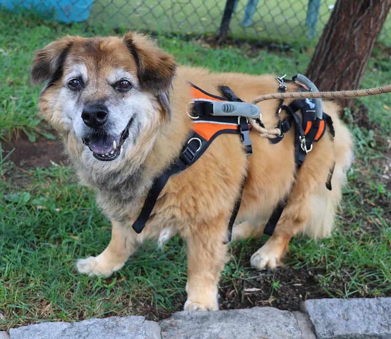 A senior medium-sized female Golden Chow Chow dog named Fluffy for adoption in Harrison, NY