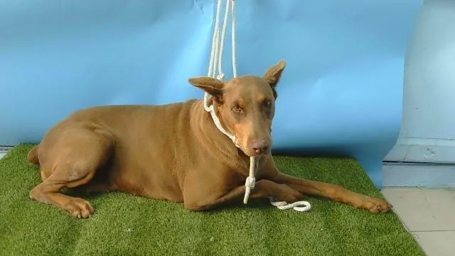 An adult large-sized female Doberman Pinscher dog named A for adoption in Gardena, CA
