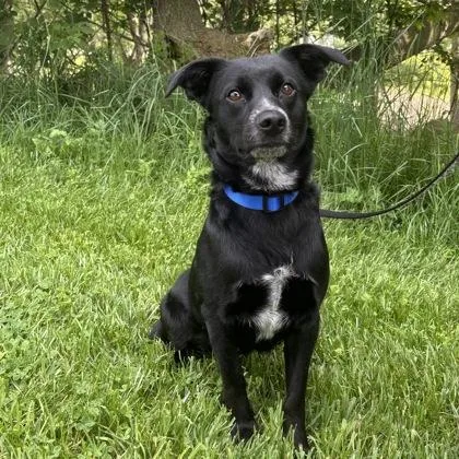 A young medium-sized female Mixed Breed dog named Breeze for adoption in Lansing, MI
