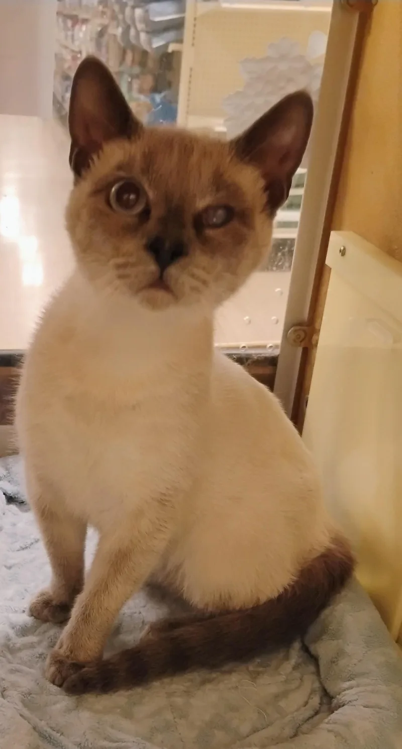 An adult medium-sized male Lilac Point Siamese cat named Jones for adoption in Williamsburg, VA