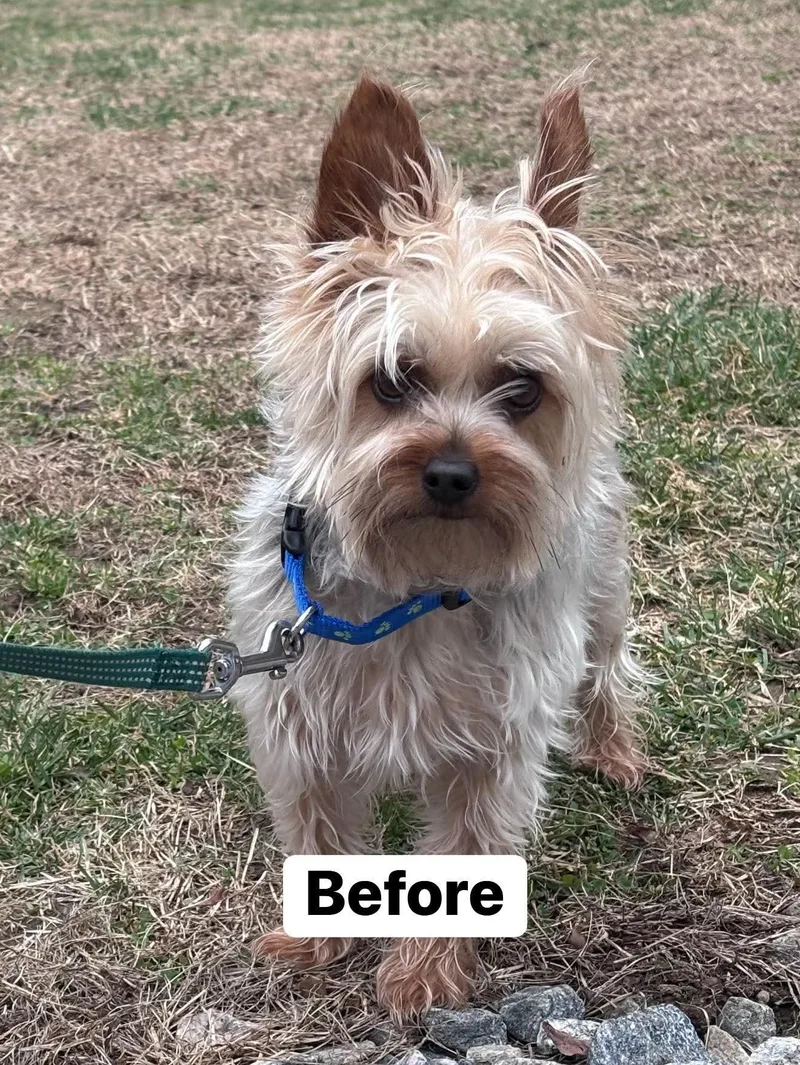 An adult small-sized male Yorkshire Terrier dog named Coco for adoption in Terryville, CT